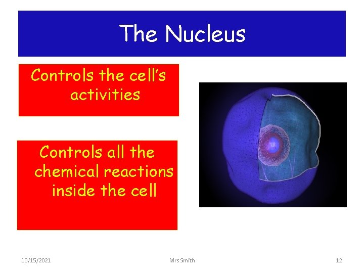 The Nucleus Controls the cell’s activities Controls all the chemical reactions inside the cell