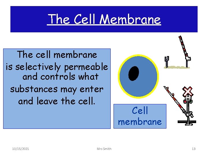The Cell Membrane The cell membrane is selectively permeable and controls what substances may
