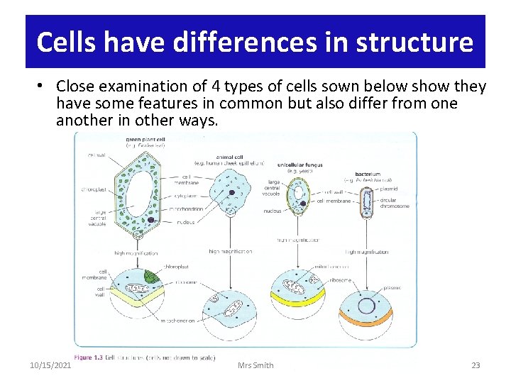 Cells have differences in structure • Close examination of 4 types of cells sown