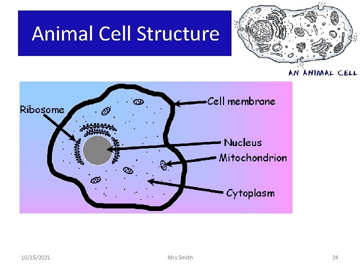 Animal Cell Structure 10/15/2021 Mrs Smith 24 
