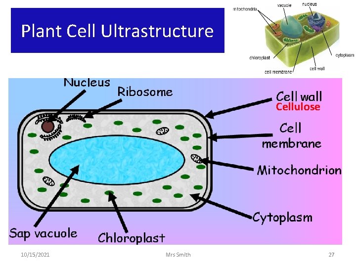 Plant Cell Ultrastructure Cellulose 10/15/2021 Mrs Smith 27 