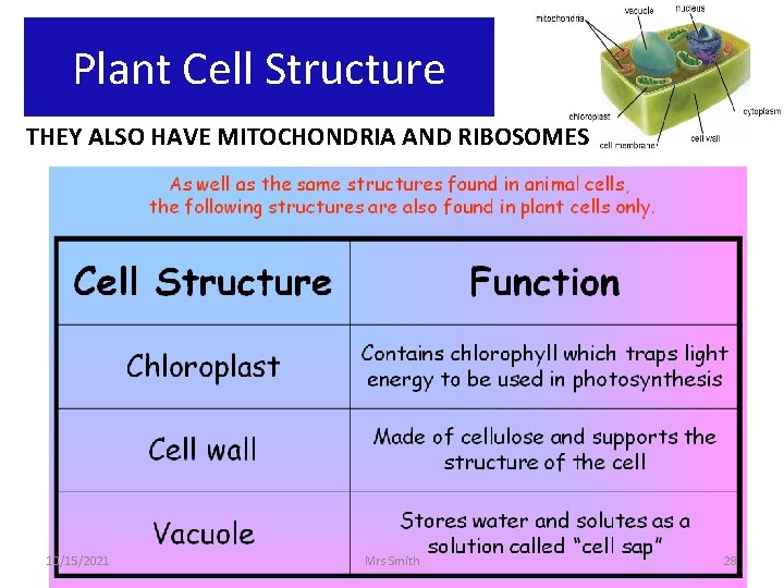Plant Cell Structure THEY ALSO HAVE MITOCHONDRIA AND RIBOSOMES 10/15/2021 Mrs Smith 28 