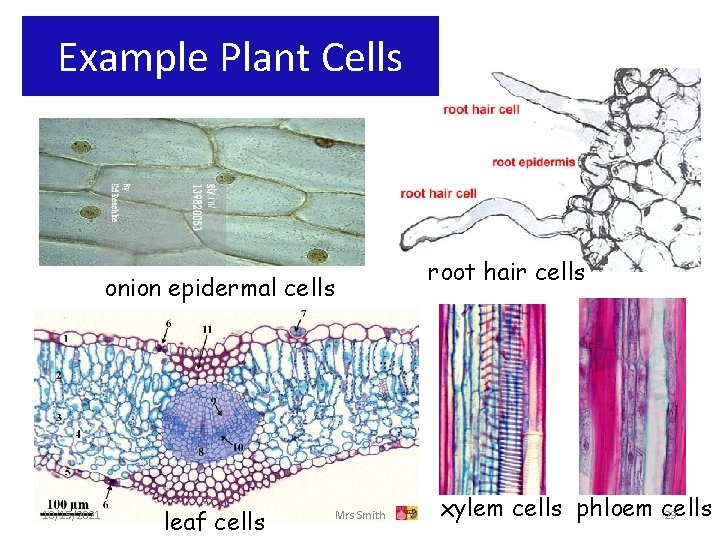 Example Plant Cells root hair cells onion epidermal cells 10/15/2021 leaf cells Mrs Smith