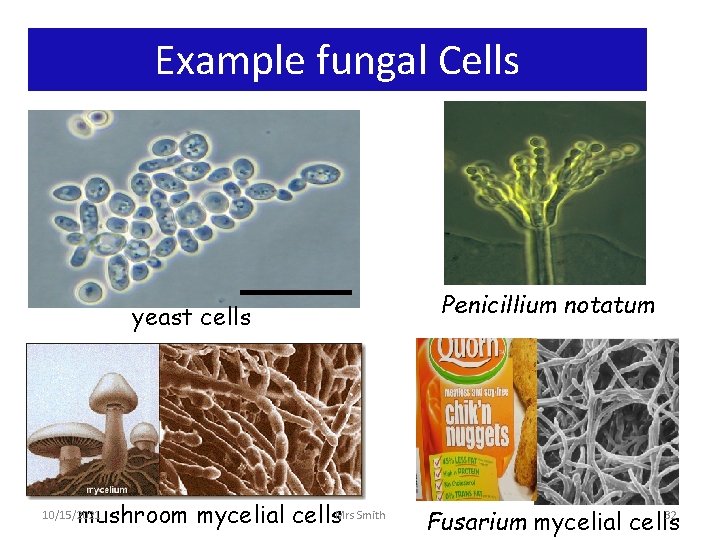 Example fungal Cells yeast cells mushroom mycelial cells. Mrs Smith 10/15/2021 Penicillium notatum 32
