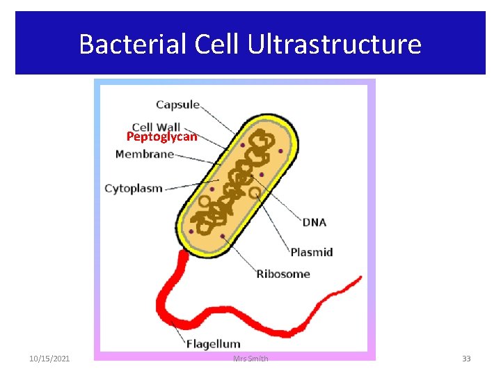 Bacterial Cell Ultrastructure Peptoglycan 10/15/2021 Mrs Smith 33 