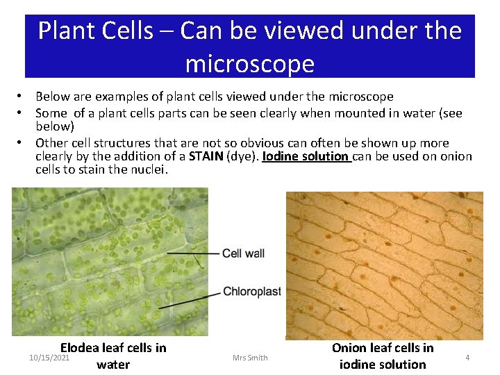 Plant Cells – Can be viewed under the microscope • Below are examples of
