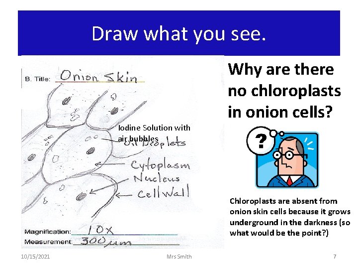 Draw what you see. Iodine Solution with air bubbles Why are there no chloroplasts