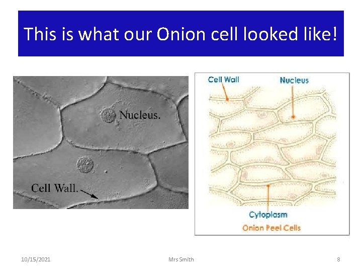 This is what our Onion cell looked like! 10/15/2021 Mrs Smith 8 