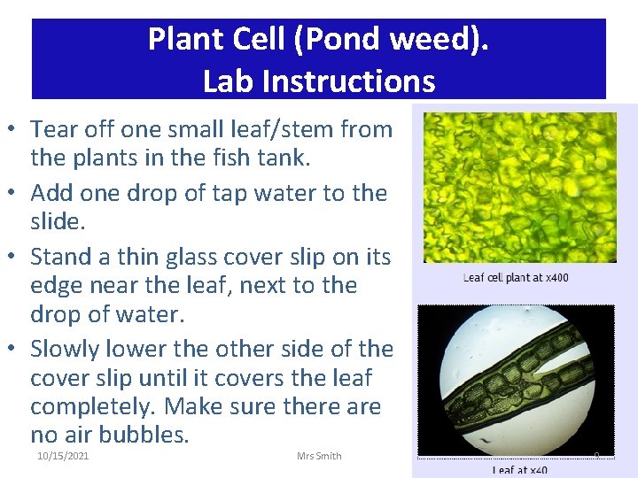 Plant Cell (Pond weed). Lab Instructions • Tear off one small leaf/stem from the