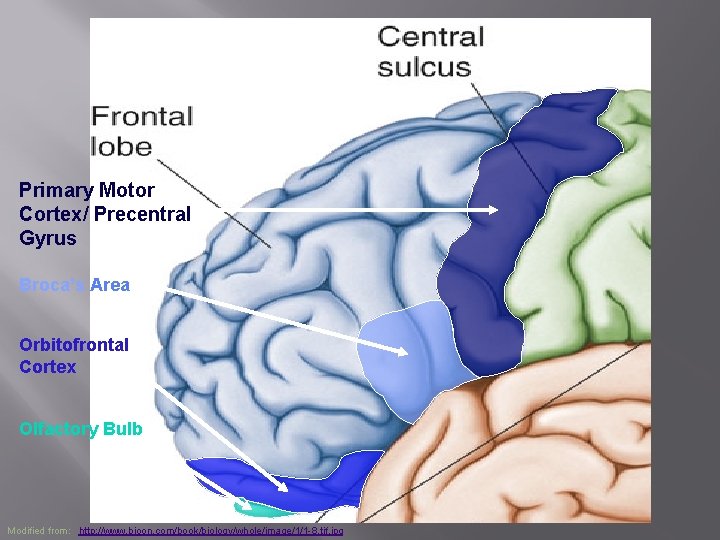 Primary Motor Cortex/ Precentral Gyrus Broca’s Area Orbitofrontal Cortex Olfactory Bulb Modified from: http:
