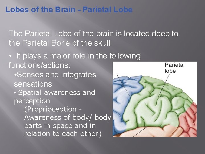 Lobes of the Brain - Parietal Lobe The Parietal Lobe of the brain is