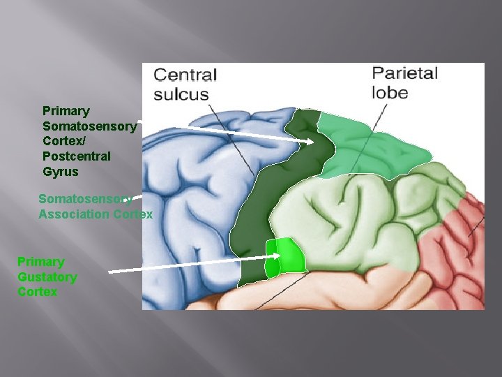 Primary Somatosensory Cortex/ Postcentral Gyrus Somatosensory Association Cortex Primary Gustatory Cortex 