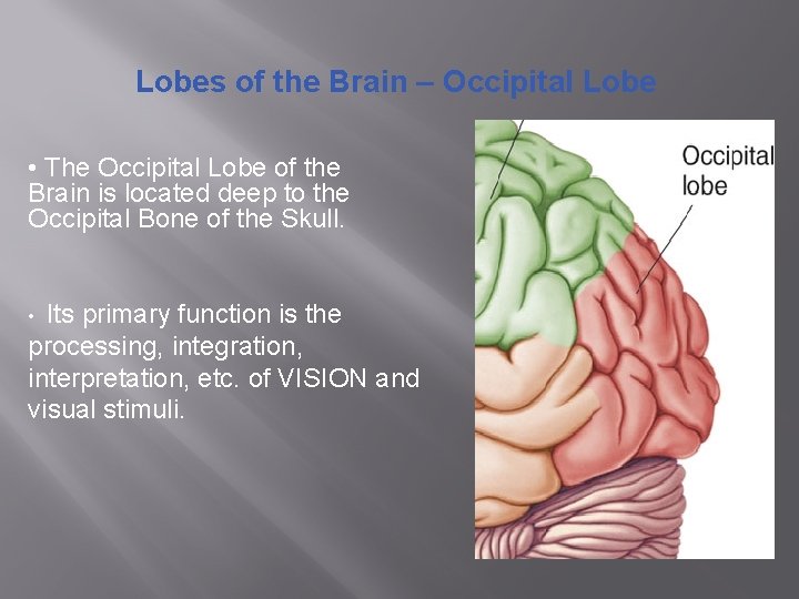 Lobes of the Brain – Occipital Lobe • The Occipital Lobe of the Brain