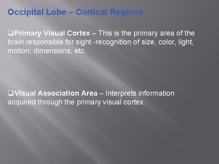 Occipital Lobe – Cortical Regions q. Primary Visual Cortex – This is the primary