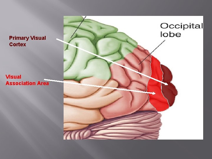 Primary Visual Cortex Visual Association Area 
