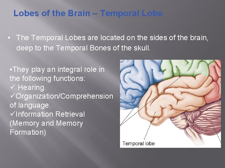 Lobes of the Brain – Temporal Lobe • The Temporal Lobes are located on