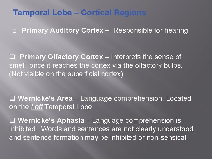 Temporal Lobe – Cortical Regions q Primary Auditory Cortex – Responsible for hearing q