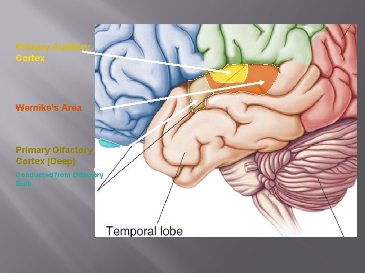 Primary Auditory Cortex Wernike’s Area Primary Olfactory Cortex (Deep) Conducted from Olfactory Bulb 