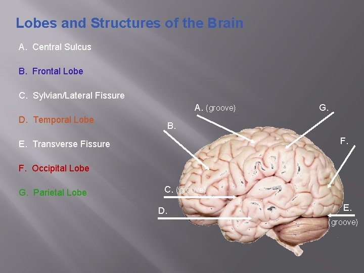 Lobes and Structures of the Brain A. Central Sulcus B. Frontal Lobe C. Sylvian/Lateral