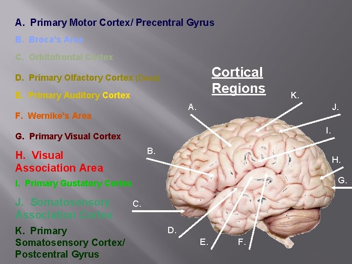 A. Primary Motor Cortex/ Precentral Gyrus B. Broca’s Area C. Orbitofrontal Cortex Cortical Regions