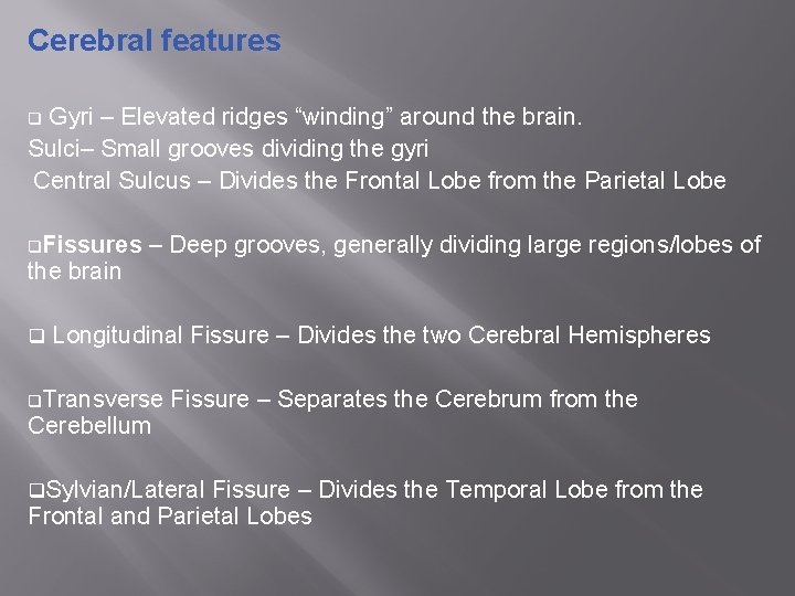 Cerebral features Gyri – Elevated ridges “winding” around the brain. Sulci– Small grooves dividing