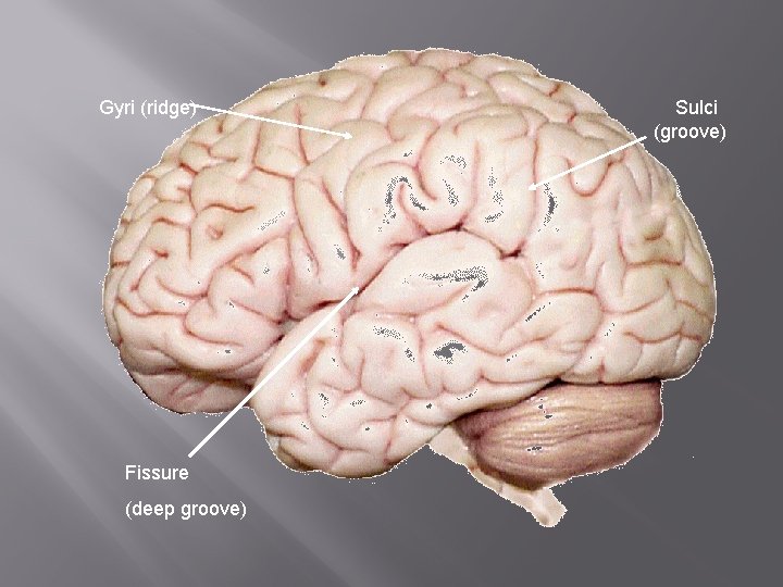 Gyri (ridge) Fissure (deep groove) Sulci (groove) 