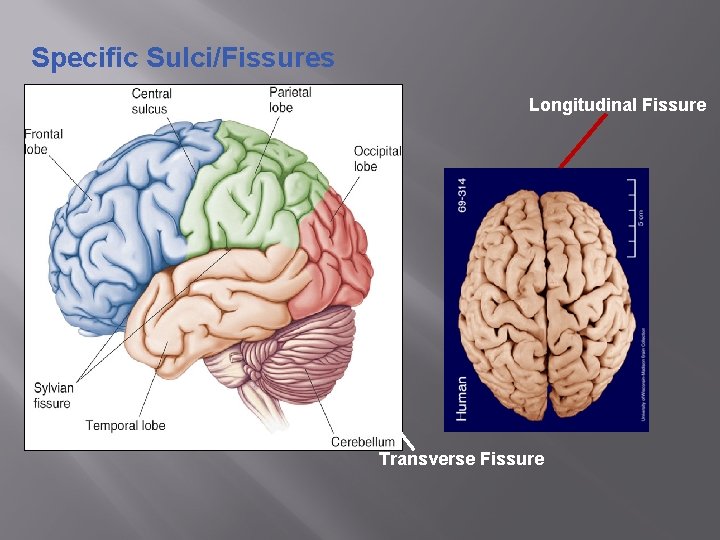 Specific Sulci/Fissures Longitudinal Fissure Transverse Fissure 
