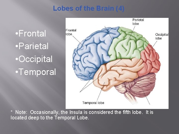 Lobes of the Brain (4) • Frontal • Parietal • Occipital • Temporal *