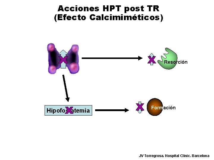Acciones HPT post TR (Efecto Calcimiméticos) Resorción Hipofosfatemia Formación JV Torregrosa. Hospital Clinic. Barcelona