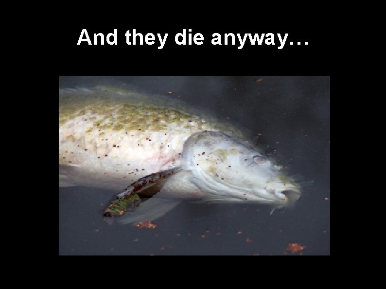 And they die anyway… 