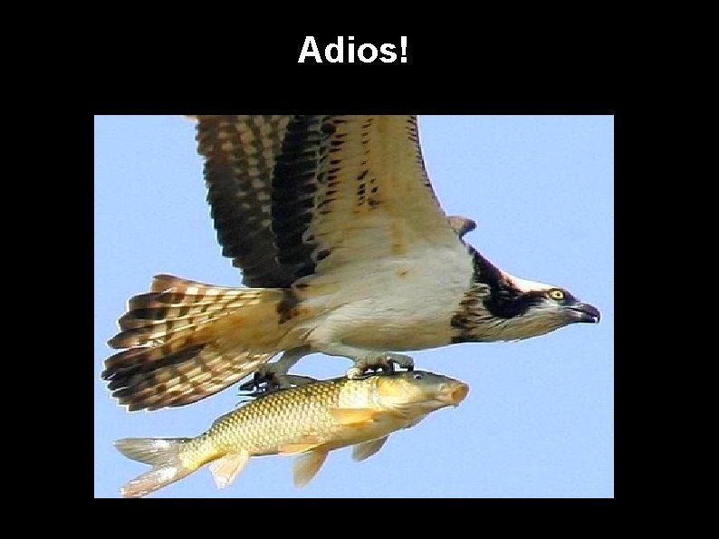 Adios! 