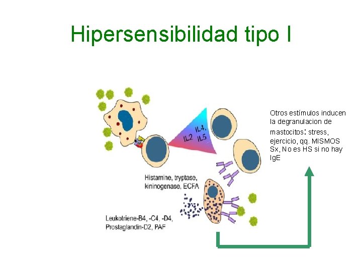 Hipersensibilidad tipo I Otros estímulos inducen la degranulacion de mastocitos: stress, ejercicio, qq. MISMOS