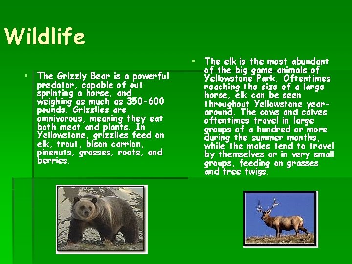 Wildlife § The Grizzly Bear is a powerful predator, capable of out sprinting a
