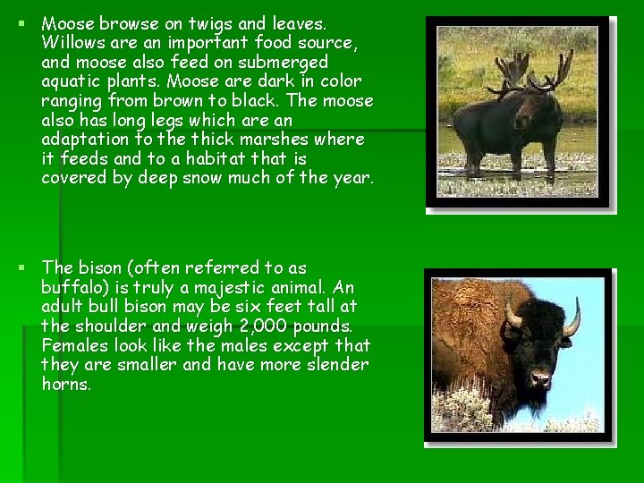 § Moose browse on twigs and leaves. Willows are an important food source, and
