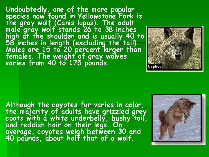 Undoubtedly, one of the more popular species now found in Yellowstone Park is the