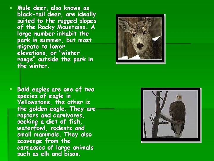 § Mule deer, also known as black-tail deer, are ideally suited to the rugged
