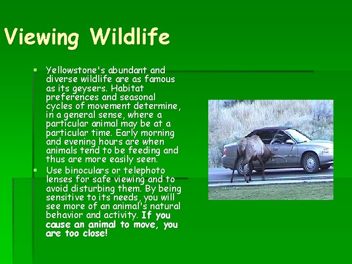 Viewing Wildlife § Yellowstone's abundant and diverse wildlife are as famous as its geysers.