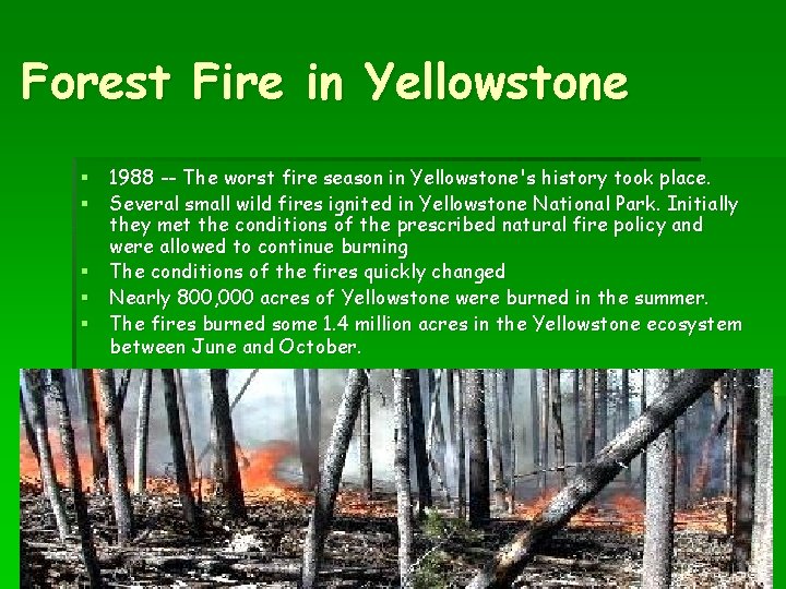 Forest Fire in Yellowstone § 1988 -- The worst fire season in Yellowstone's history
