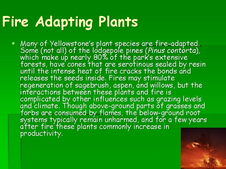 Fire Adapting Plants § Many of Yellowstone’s plant species are fire-adapted. Some (not all)