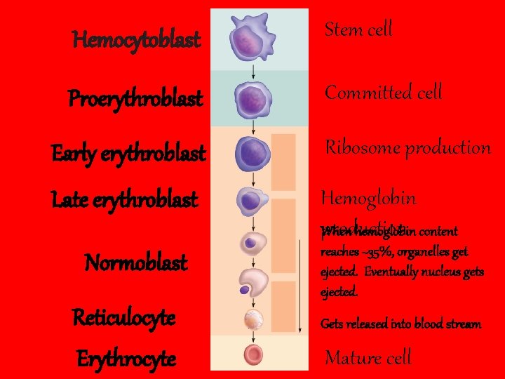 Hemocytoblast Stem cell Proerythroblast Committed cell Early erythroblast Ribosome production Late erythroblast Hemoglobin production