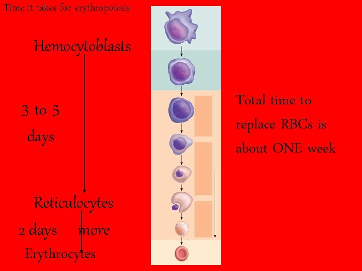 Time it takes for erythropoiesis Hemocytoblasts 3 to 5 days Reticulocytes 2 days more