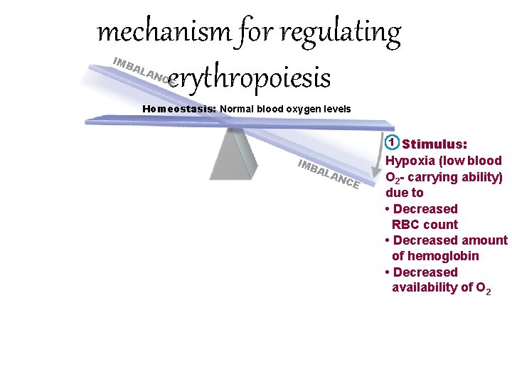 mechanism for regulating erythropoiesis IMB AL AN CE Homeostasis: Normal blood oxygen levels 1