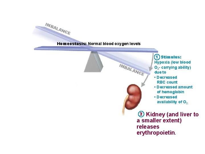 IMB AL AN CE Homeostasis: Normal blood oxygen levels 1 Stimulus: IMB AL AN