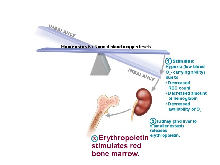 IMB AL AN CE Homeostasis: Normal blood oxygen levels 1 Stimulus: IMB AL AN