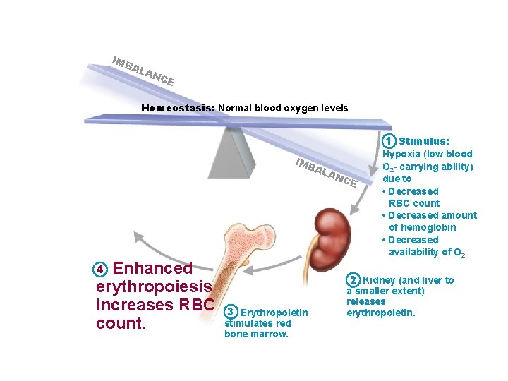 IMB AL AN CE Homeostasis: Normal blood oxygen levels 1 Stimulus: IMB AL Enhanced