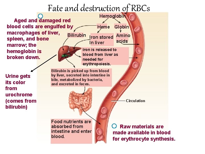 Fate and destruction of RBCs Hemoglobin Aged and damaged red blood cells are engulfed