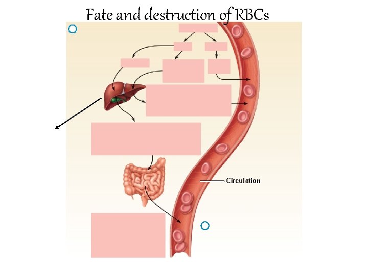 Fate and destruction of RBCs Circulation 