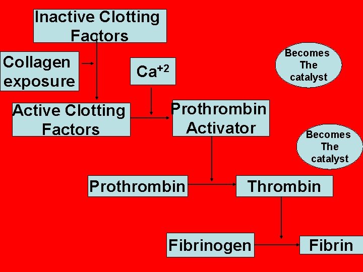 Inactive Clotting Factors Collagen exposure Becomes The catalyst Ca+2 Active Clotting Factors Prothrombin Activator