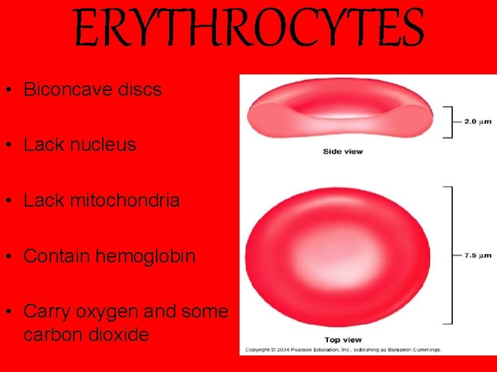 ERYTHROCYTES • Biconcave discs • Lack nucleus • Lack mitochondria • Contain hemoglobin •