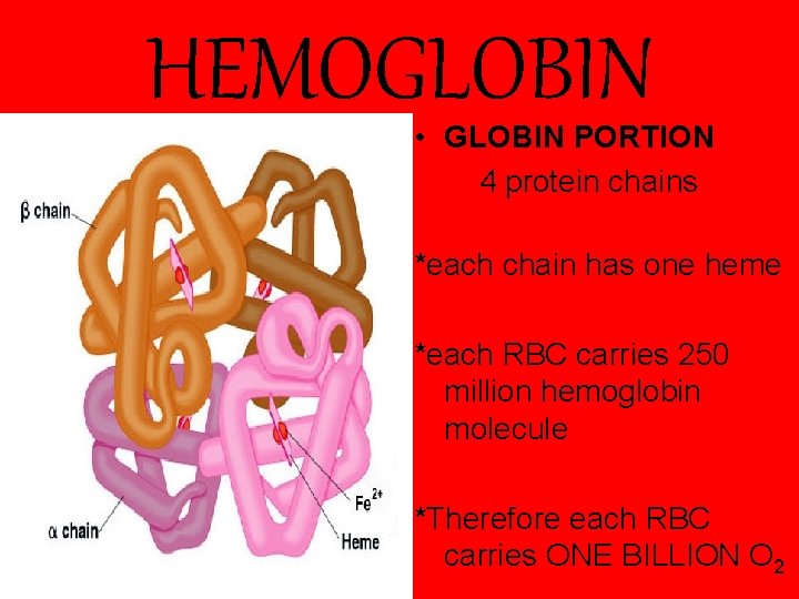 HEMOGLOBIN • GLOBIN PORTION 4 protein chains *each chain has one heme *each RBC